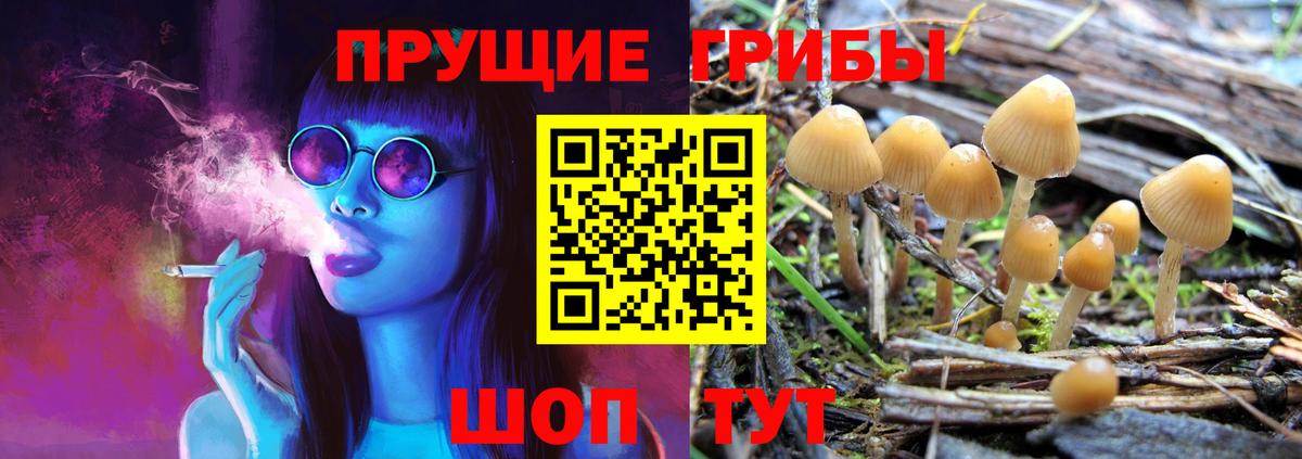 Галлюциногенные грибы Psilocybine cubensis Бирск